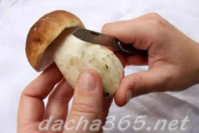 Способы сушки грибов в домашних условиях