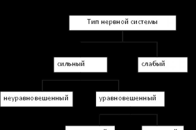 Понятие об основных свойствах нервной системы