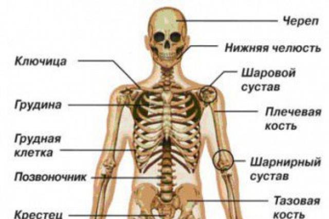 Клеточное строение тела человека