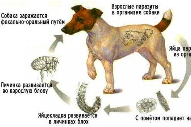 Глисты у собаки: признаки, лечение и профилактика