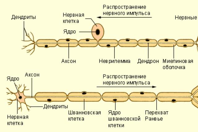 Ткань состоит из клеток с отростками