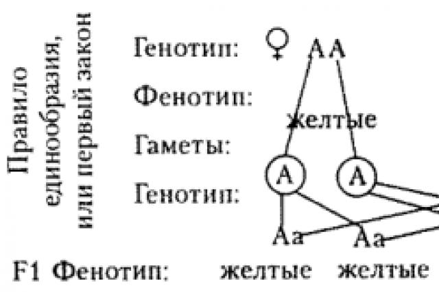 Генетические термины и символика