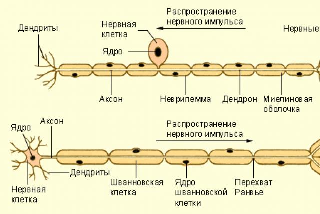 Ткань состоит из клеток с отростками